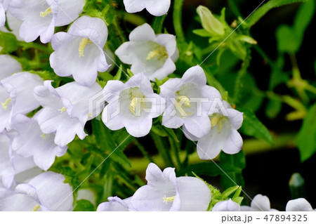 三鷹中原に咲く白いカンパニュラ 三鷹中原に咲く白いカンパニュラ 47894325