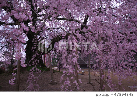 長野県飯田市麻績の里舞台桜 47894348