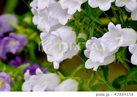 三鷹中原に咲く白いカンパニュラ 47894358
