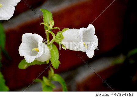 三鷹中原に咲く白いカンパニュラ 47894363