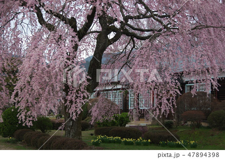 長野県飯田市 杵原学校の枝垂れ桜 長野県飯田市 杵原学校の枝垂れ桜 47894398