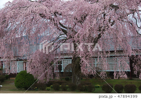 長野県飯田市 杵原学校の枝垂れ桜 長野県飯田市 杵原学校の枝垂れ桜 47894399