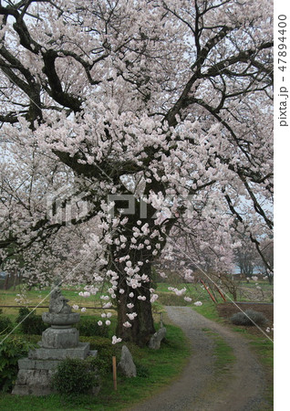 長野県下伊那郡高森町の松源寺の桜 長野県下伊那郡高森町の松源寺の桜 47894400