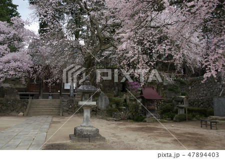 長野県下伊那郡高森町瑠璃寺の桜 長野県下伊那郡高森町瑠璃寺の桜 47894403