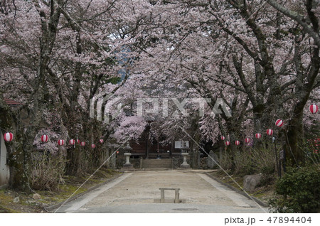 長野県下伊那郡高森町瑠璃寺の桜 長野県下伊那郡高森町瑠璃寺の桜 47894404