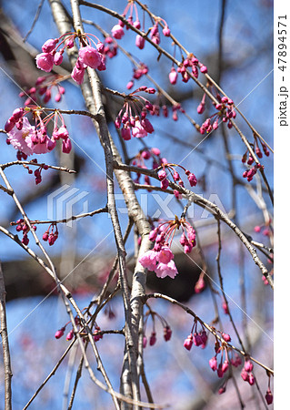 シダレザクラ（枝垂れ桜） 47894571