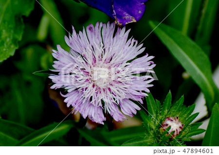 三鷹中原に咲く薄紫色のストケシア 三鷹中原に咲く薄紫色のストケシア 47894601