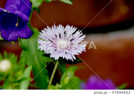 三鷹中原に咲く薄紫のヤグルマギク 三鷹中原に咲く薄紫のヤグルマギク 47894602