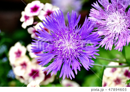 三鷹中原に咲く紫色のストケシア 三鷹中原に咲く紫色のストケシア 47894603