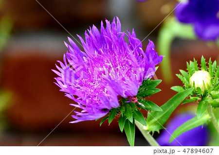 三鷹中原に咲く紫色のストケシア 三鷹中原に咲く紫色のストケシア 47894607
