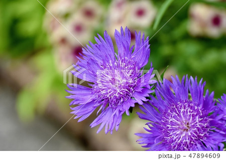 三鷹中原に咲く紫色のストケシア 三鷹中原に咲く紫色のストケシア 47894609
