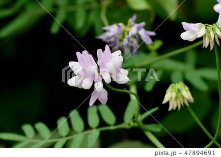 三鷹中原に咲く薄いピンクのクラウンベッチ 三鷹中原に咲く薄いピンクのクラウンベッチ 47894691
