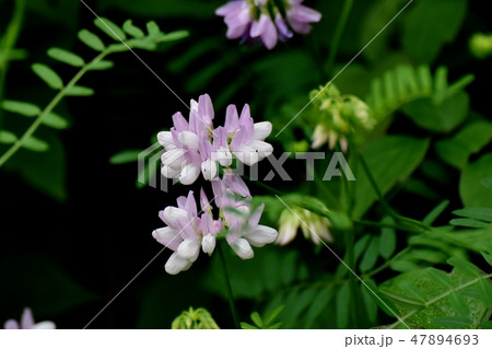 三鷹中原に咲く薄いピンクのクラウンベッチ 47894693