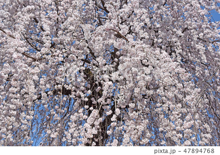 シダレザクラ（枝垂れ桜） 47894768
