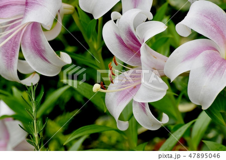 三鷹中原に咲く紫と白複色のユリの花 三鷹中原に咲く紫と白複色のユリの花 47895046
