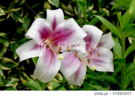 三鷹中原に咲く紫と白複色のユリの花の写真素材