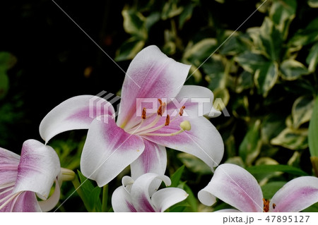 三鷹中原に咲く紫と白複色のユリの花 47895127