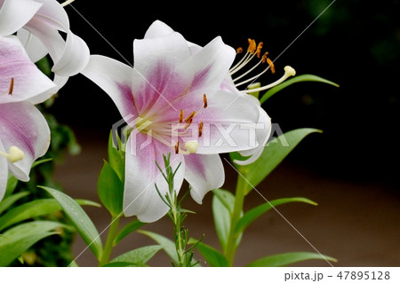 三鷹中原に咲く紫と白複色のユリの花 三鷹中原に咲く紫と白複色のユリの花 47895128