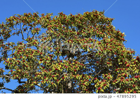 Nandina domestica Red fruits of Heavenly bamboo Nandina domestica Red fruits of Heavenly bamboo 47895295