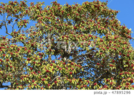 Nandina domestica Red fruits of Heavenly bamboo Nandina domestica Red fruits of Heavenly bamboo 47895296