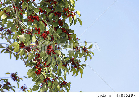 Nandina domestica Red fruits of Heavenly bamboo Nandina domestica Red fruits of Heavenly bamboo 47895297