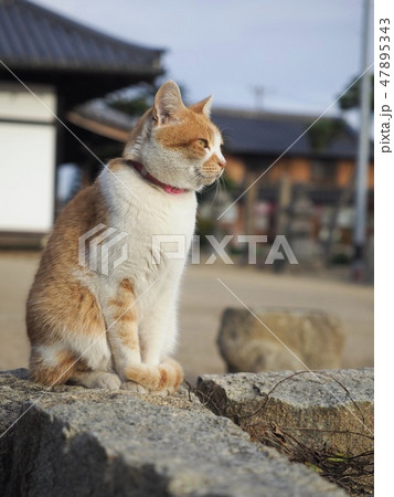 猫 ペット 外飼い 猫 ペット 外飼い 47895343