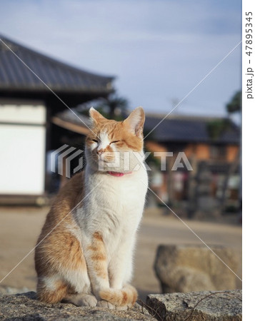 猫 ペット 外飼い 猫 ペット 外飼い 47895345