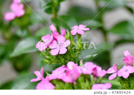 三鷹中原梅雨時に咲くピンクのナデシコの花 47895424