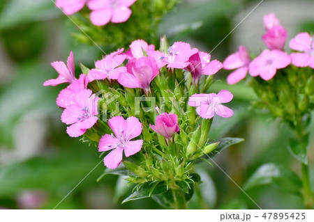三鷹中原梅雨時に咲くピンクのナデシコの花 47895425