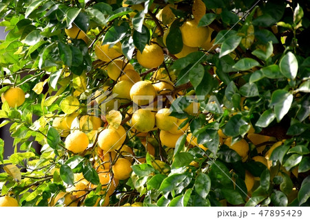 三鷹中原になる温州ミカン 47895429