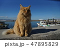 港の猫 47895829