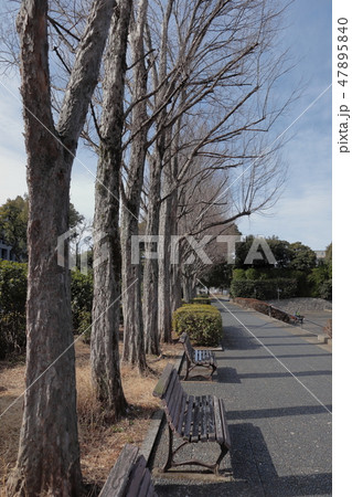 日本　冬の公園 47895840