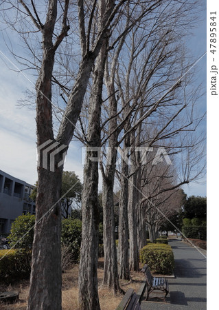 日本 冬の公園 日本 冬の公園 47895841