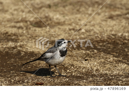 ハクセキレイ 野鳥 ハクセキレイ 野鳥 47896169