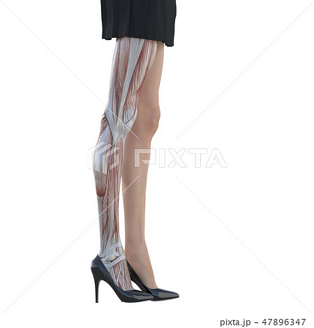 女性　解剖　筋肉　３DCG　イラスト素材 47896347