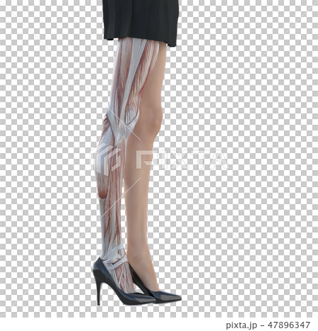 女性　解剖　筋肉　３DCG　イラスト素材 47896347