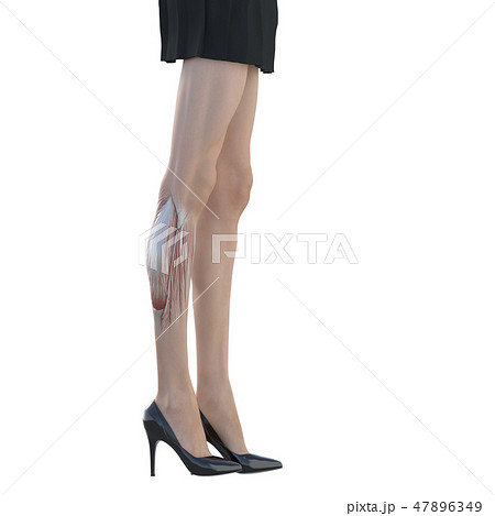 女性　解剖　筋肉　３DCG　イラスト素材 47896349