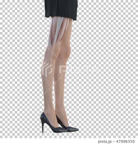 女性解剖肌肉3DCG例證材料 47896350