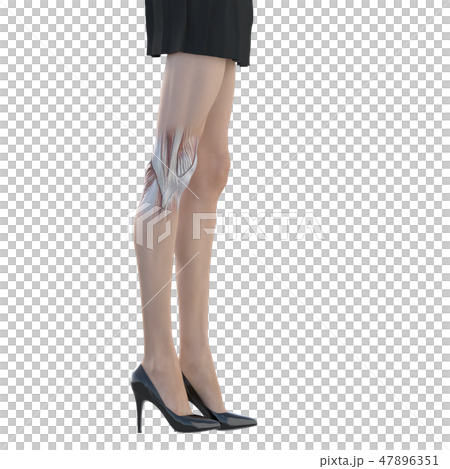 女性解剖肌肉3DCG例證材料 47896351