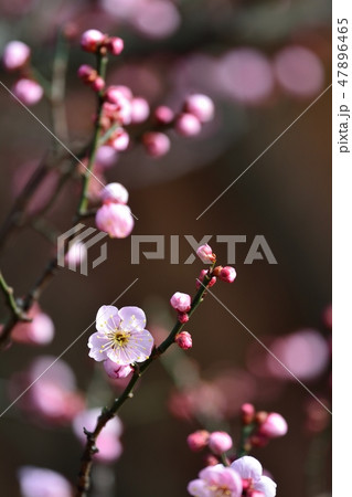 梅の花(N) 道知辺 梅の花(N) 道知辺 47896465