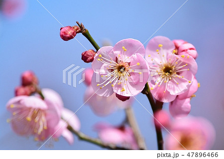 梅の花(N) 道知辺 梅の花(N) 道知辺 47896466