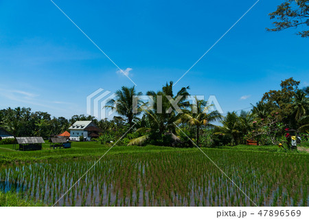 バリ島の水田 47896569
