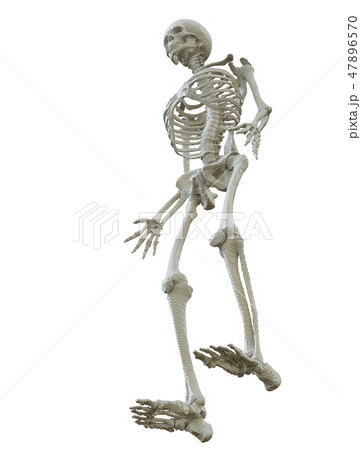 3d printed skeleton isolated 3d printed skeleton isolated 47896570