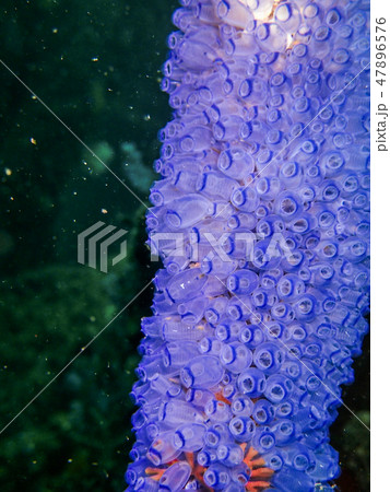 ロープの周りにビッシリと繁殖したクラベラ（ほや）のコロニー 47896576