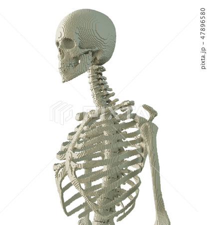 3d printed skeleton isolated 3d printed skeleton isolated 47896580