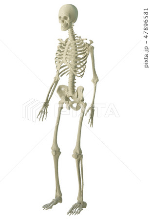 3d printed skeleton isolated 3d printed skeleton isolated 47896581