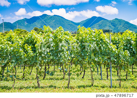 【山梨県】明野のブドウ畑 47896717