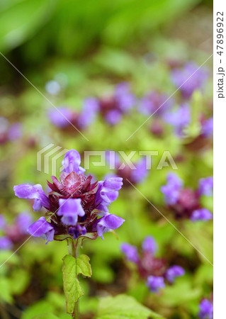 野趣溢れる可愛いウツボグサ 47896922