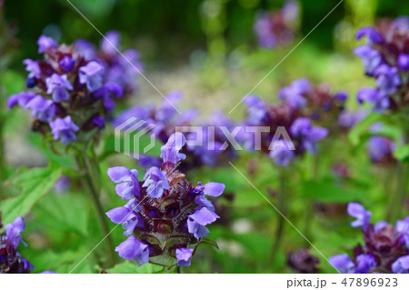 野趣溢れる可愛いウツボグサ 47896923