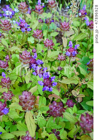 野趣溢れる可愛いウツボグサ 47896928